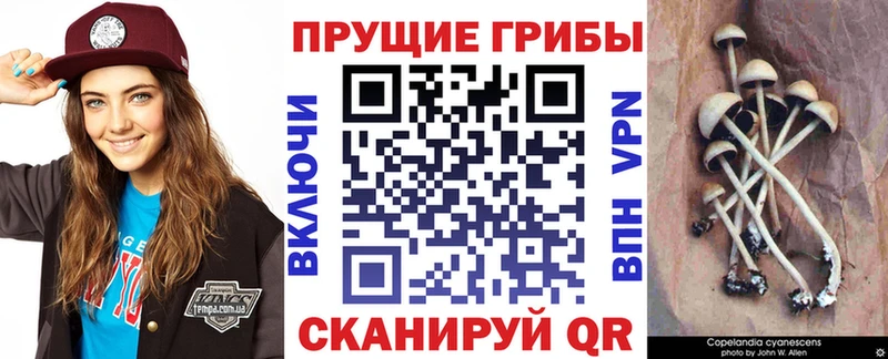 Псилоцибиновые грибы GOLDEN TEACHER  Купить закладки  Гулькевичи 